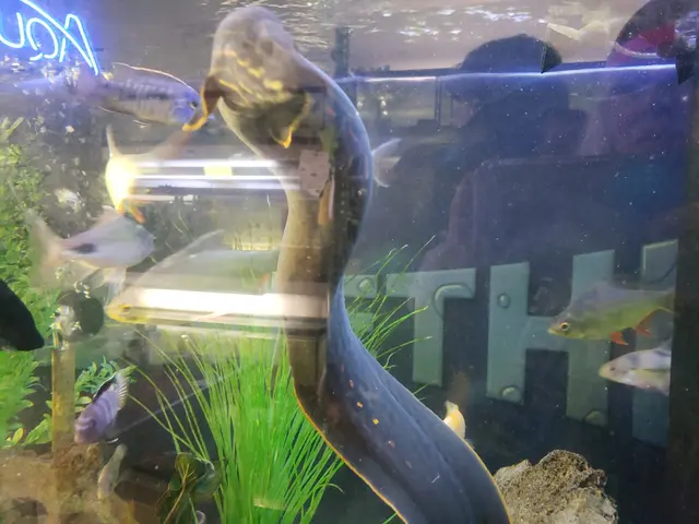 SomethingFishy inc. — customer photo 3