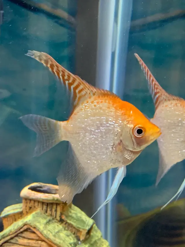 SomethingFishy inc. — customer photo 8