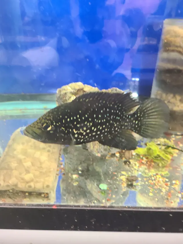 SomethingFishy inc. — photo from the business 10
