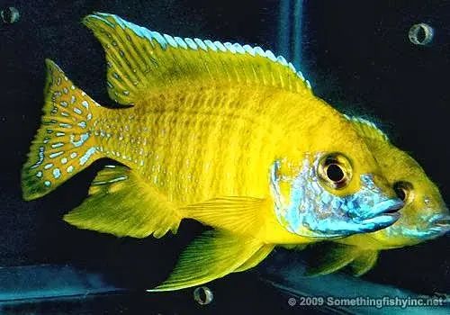 SomethingFishy inc. — photo from the business 4