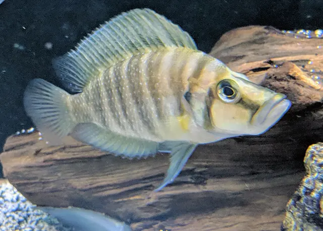 Rift Lake Aquatics — customer photo 4