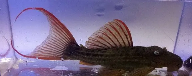 Rift Lake Aquatics — customer photo 5