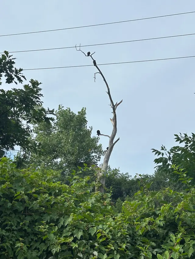 Customer photo of work by Cleveland Metroparks Zoo, from Spacey Stacey's review