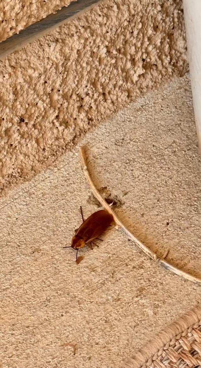 EnviroGuard Pest Control — customer photo 8