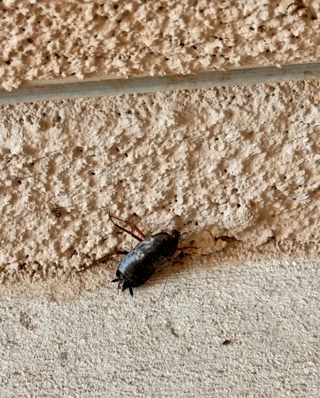 EnviroGuard Pest Control — customer photo 2