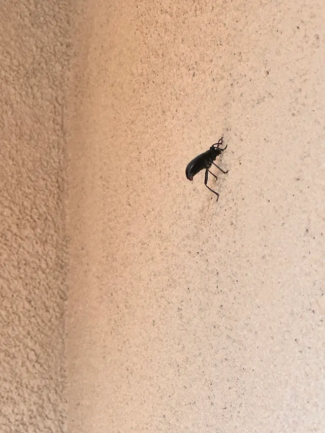 EnviroGuard Pest Control — customer photo 10