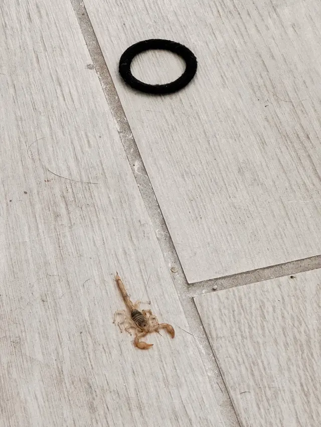 EnviroGuard Pest Control — customer photo 9
