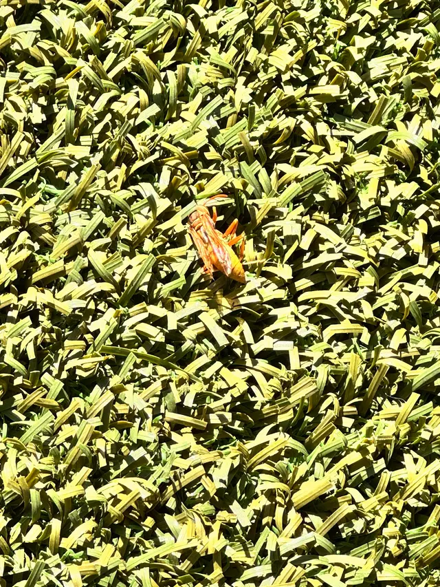 EnviroGuard Pest Control — customer photo 3