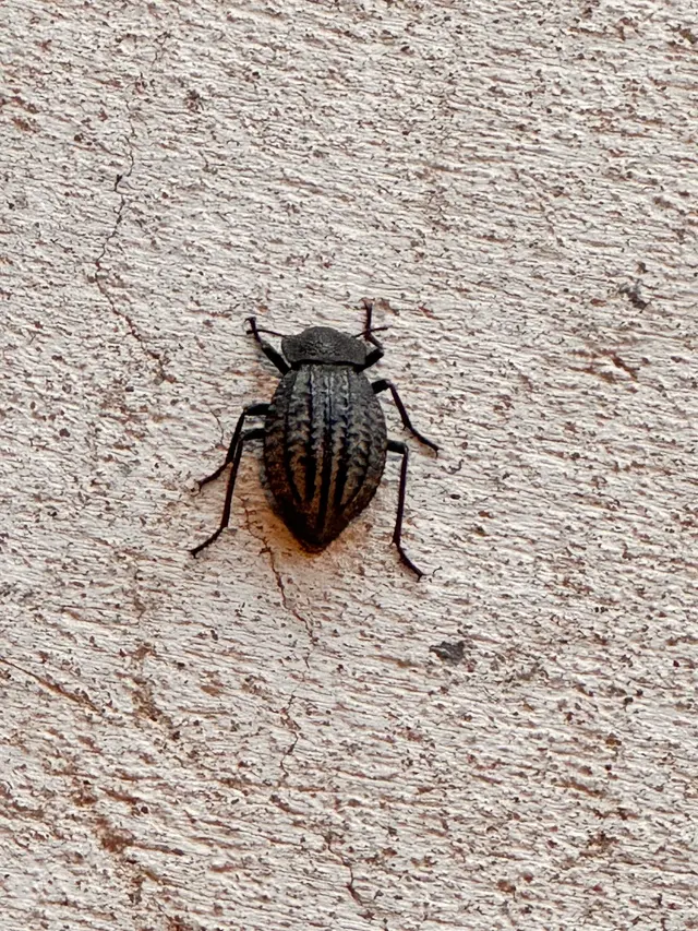 EnviroGuard Pest Control — customer photo 6