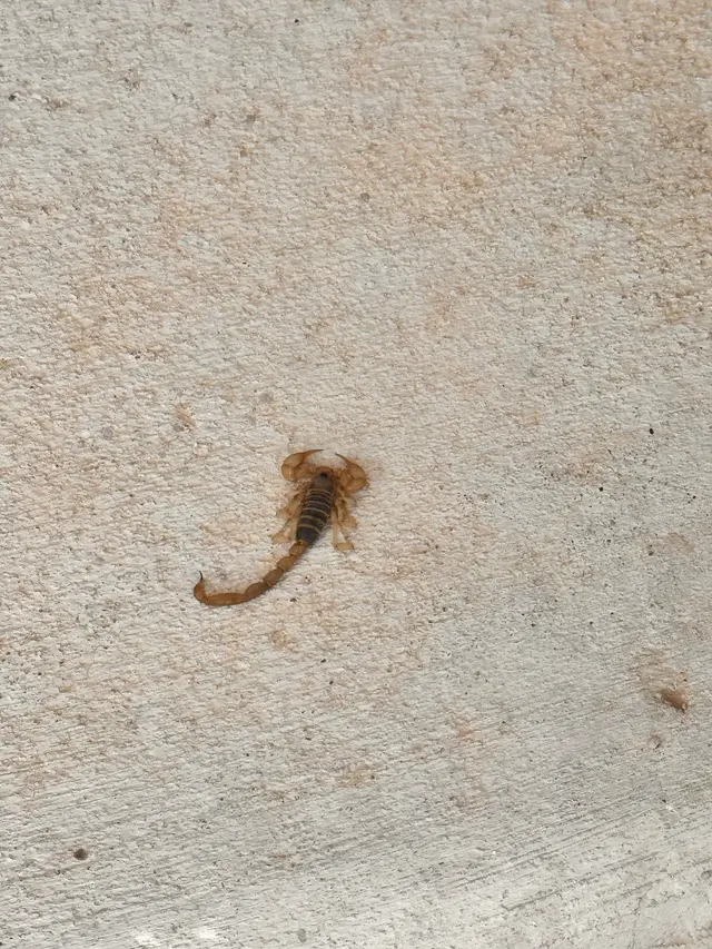 EnviroGuard Pest Control — customer photo 5