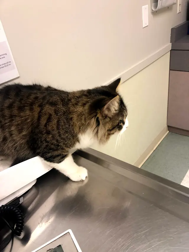 East Bay SPCA Spay & Neuter Surgery Center — customer photo 9