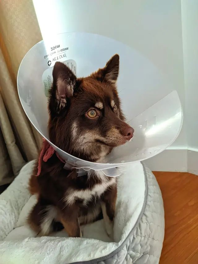 East Bay SPCA Spay & Neuter Surgery Center — customer photo 12