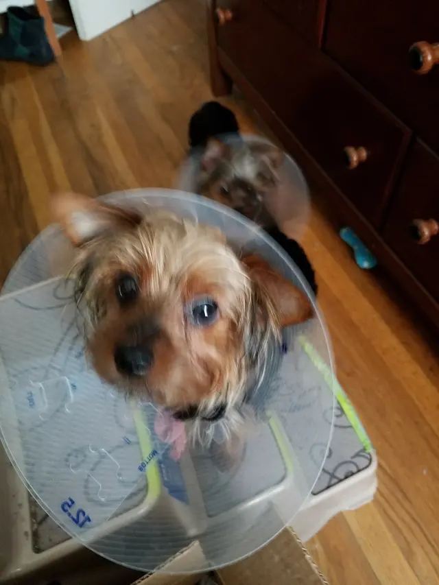 East Bay SPCA Spay & Neuter Surgery Center — customer photo 8