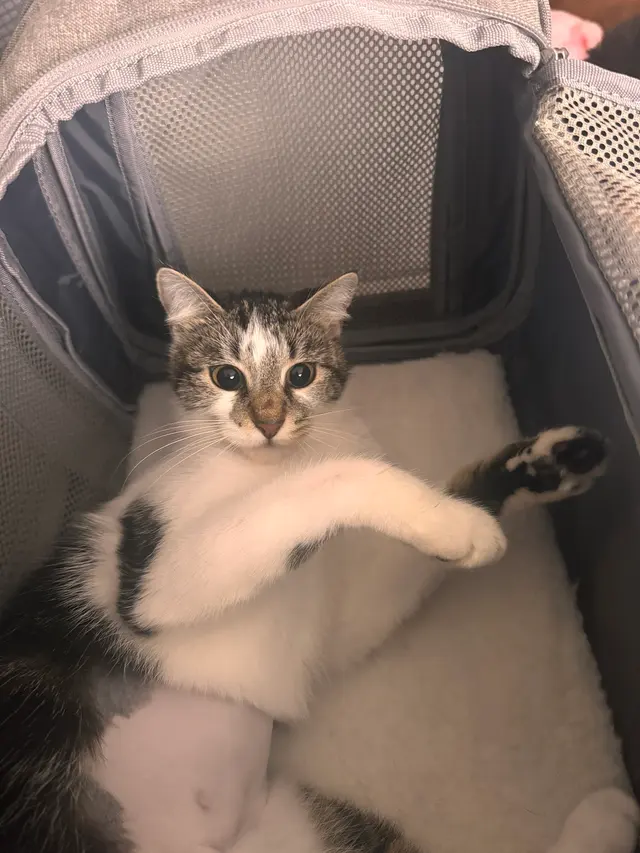 East Bay SPCA Spay & Neuter Surgery Center — customer photo 6