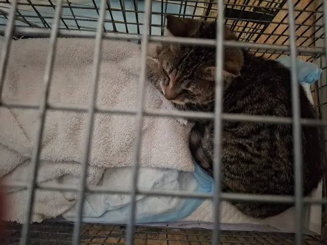 East Bay SPCA Spay & Neuter Surgery Center — customer photo 3
