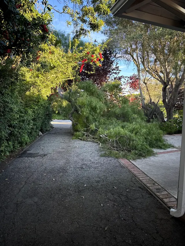 Finley's Tree & Landcare — customer photo 10