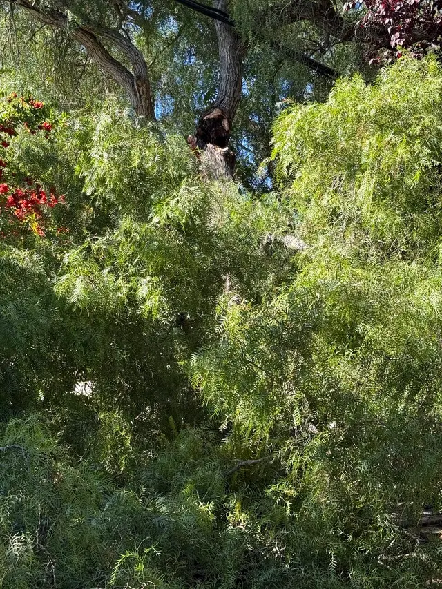 Finley's Tree & Landcare — customer photo 8