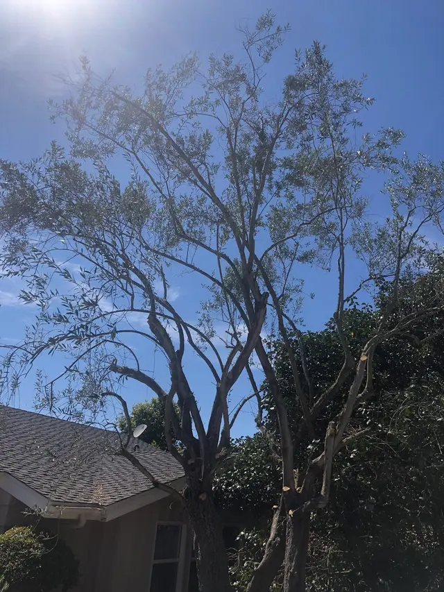 Customer photo of work by Finley's Tree & Landcare, from M Butler's review