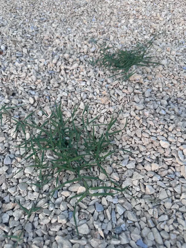 Customer photo of work by MC Landscaping LLC, from Alyson T's review