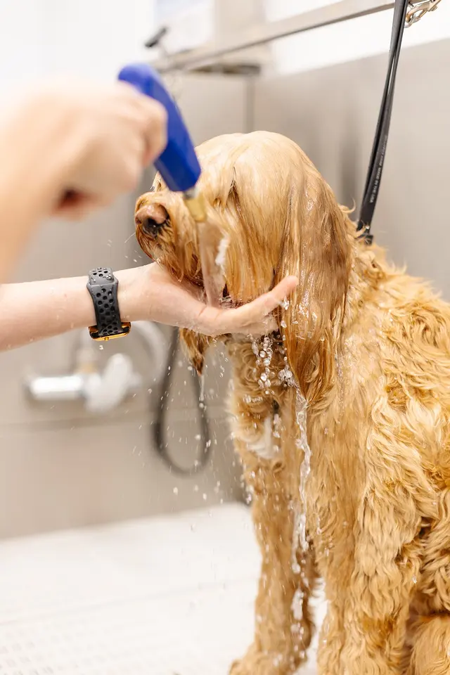 Sparkle Grooming Co. — photo from the business 11