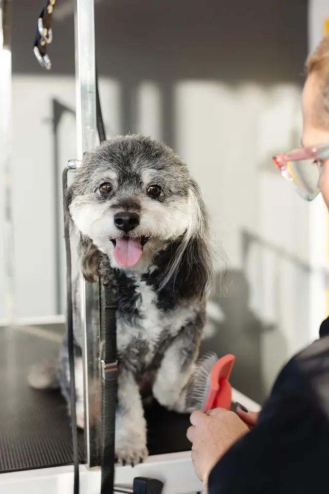 Sparkle Grooming Co. — photo from the business 5