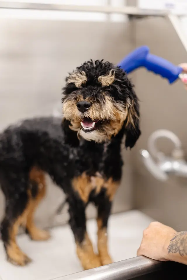 Sparkle Grooming Co. — photo from the business 8