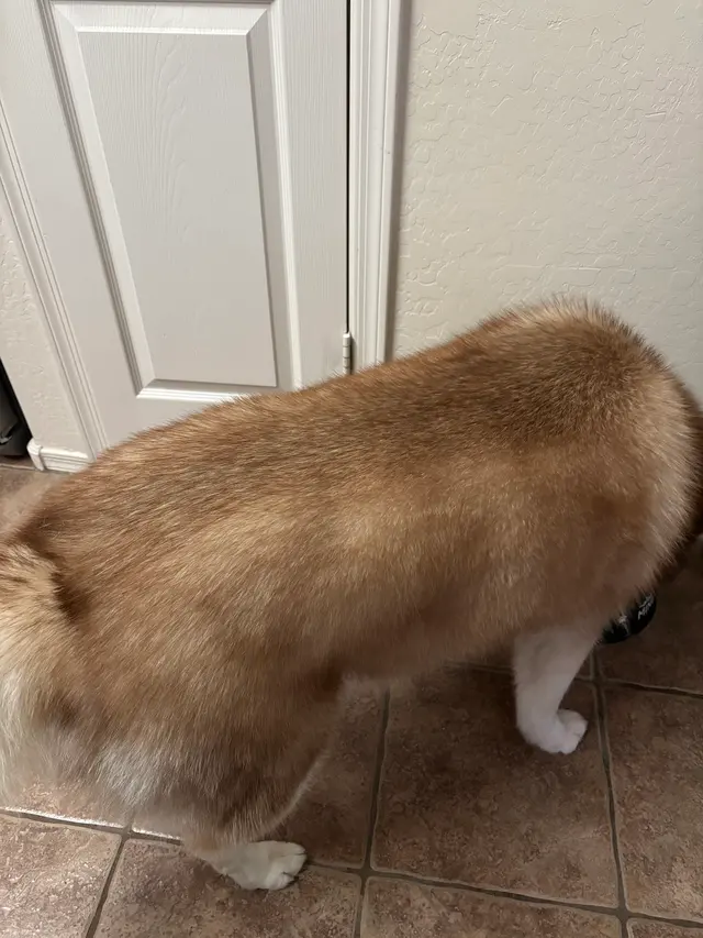 Customer photo of work by Sparkle Grooming Co., from Ruby's review