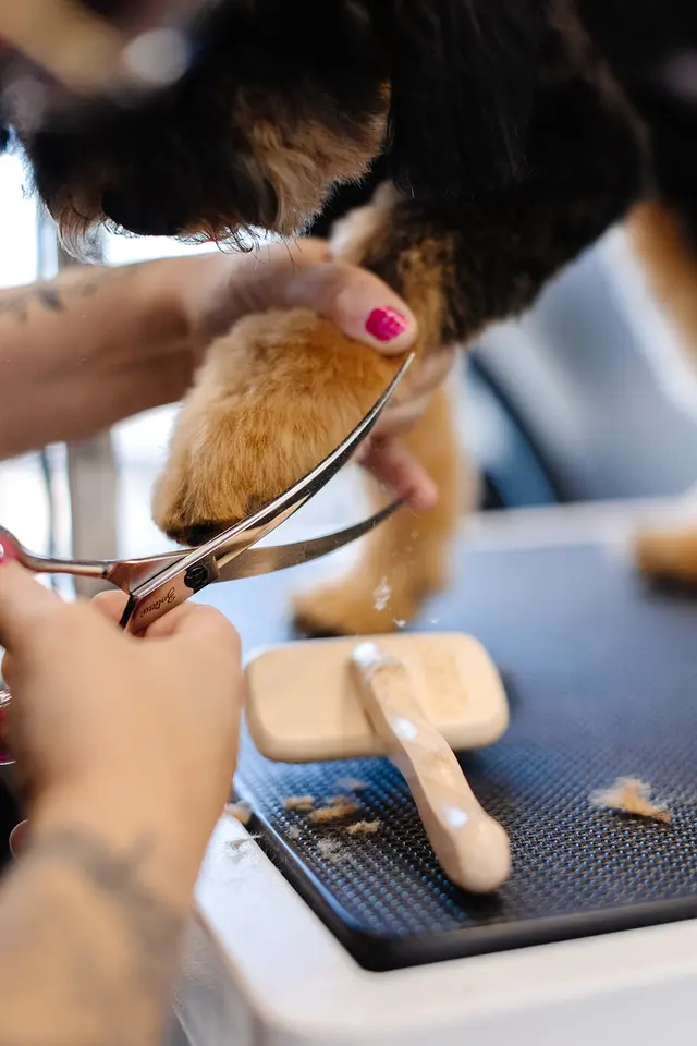 Sparkle Grooming Co. — photo from the business 4