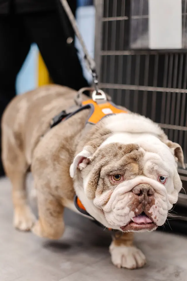 Sparkle Grooming Co. — photo from the business 10