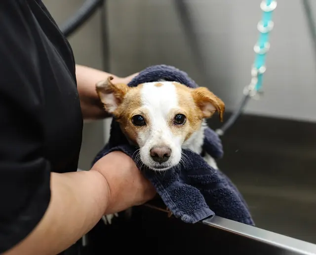 Sparkle Grooming Co. — photo from the business 9