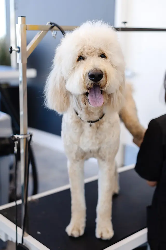 Sparkle Grooming Co. — photo from the business 6