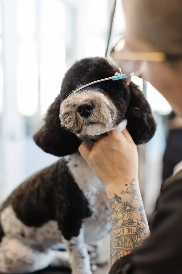 Sparkle Grooming Co. — photo from the business 3