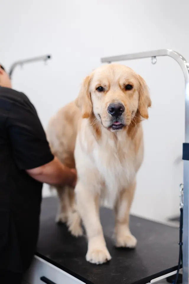 Sparkle Grooming Co. — photo from the business 7