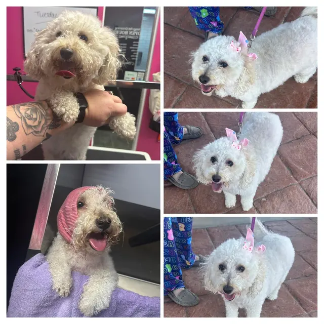 Megz Pet Grooming — photo from the business 3
