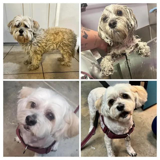 Megz Pet Grooming — photo from the business 2