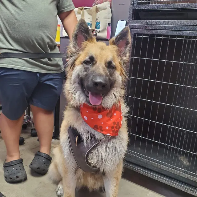 Megz Pet Grooming — photo from the business 4