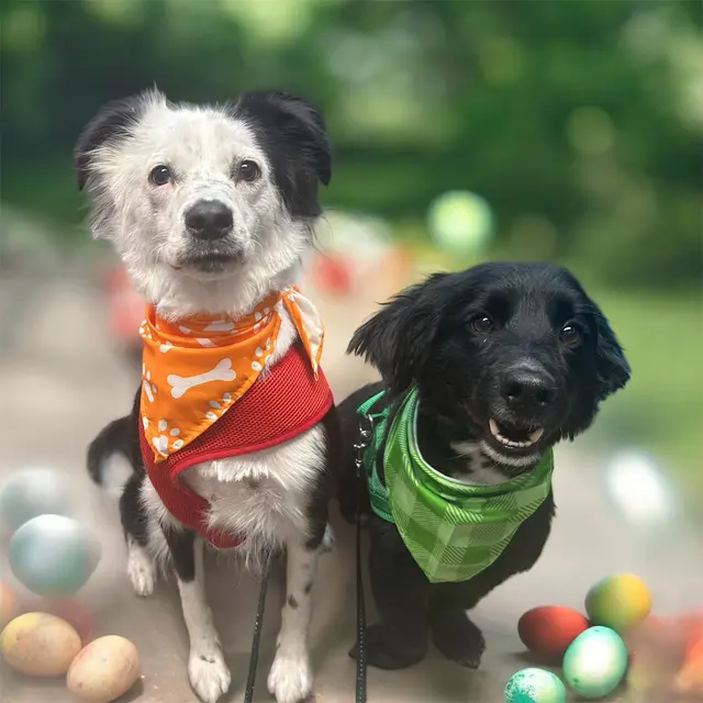 Megz Pet Grooming — photo from the business 8