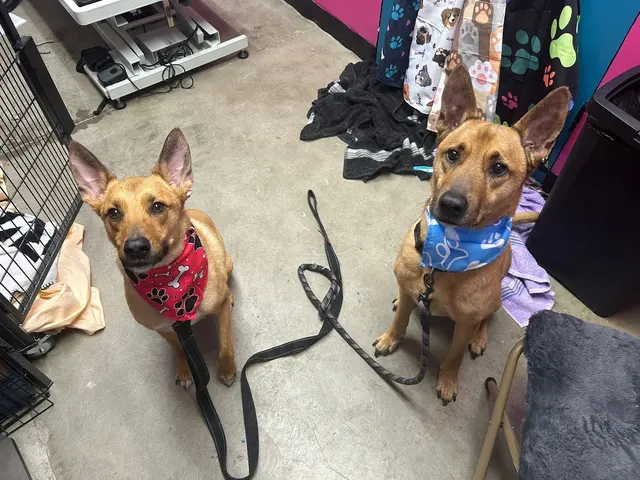 Megz Pet Grooming — photo from the business 5