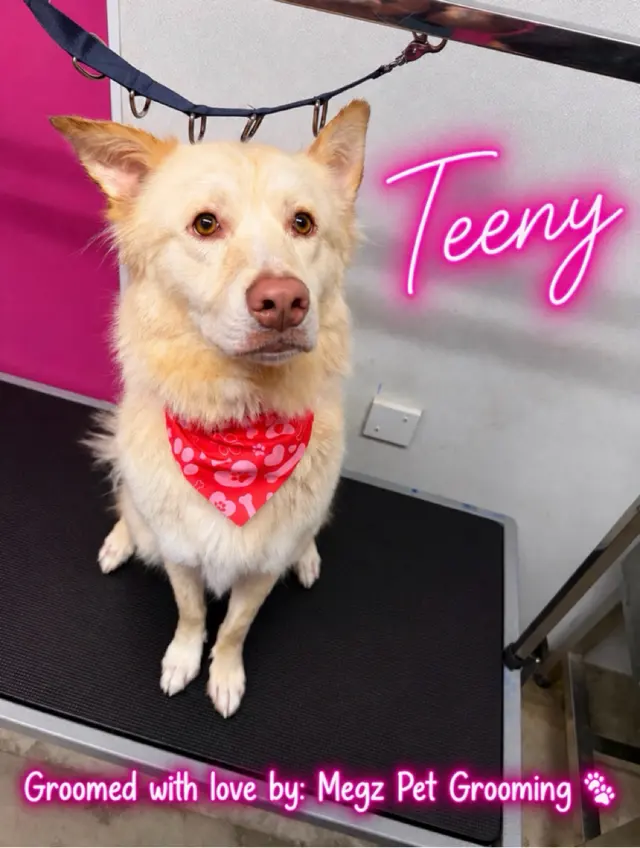 Megz Pet Grooming — customer photo 10