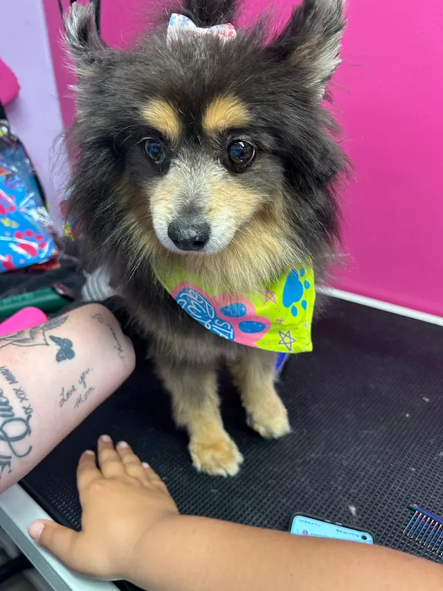 Megz Pet Grooming — photo from the business 9