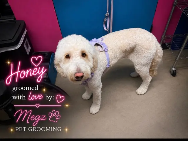 Megz Pet Grooming — customer photo 12