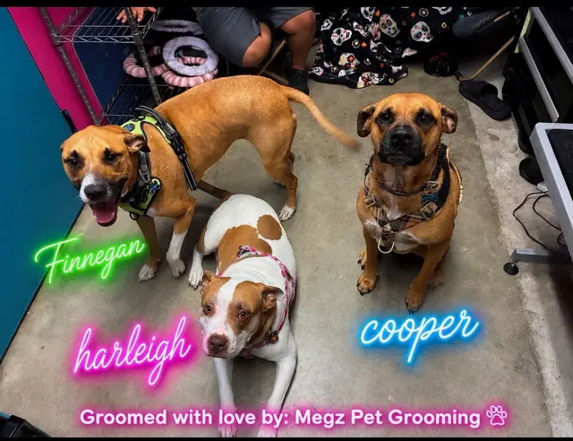 Megz Pet Grooming — customer photo 11