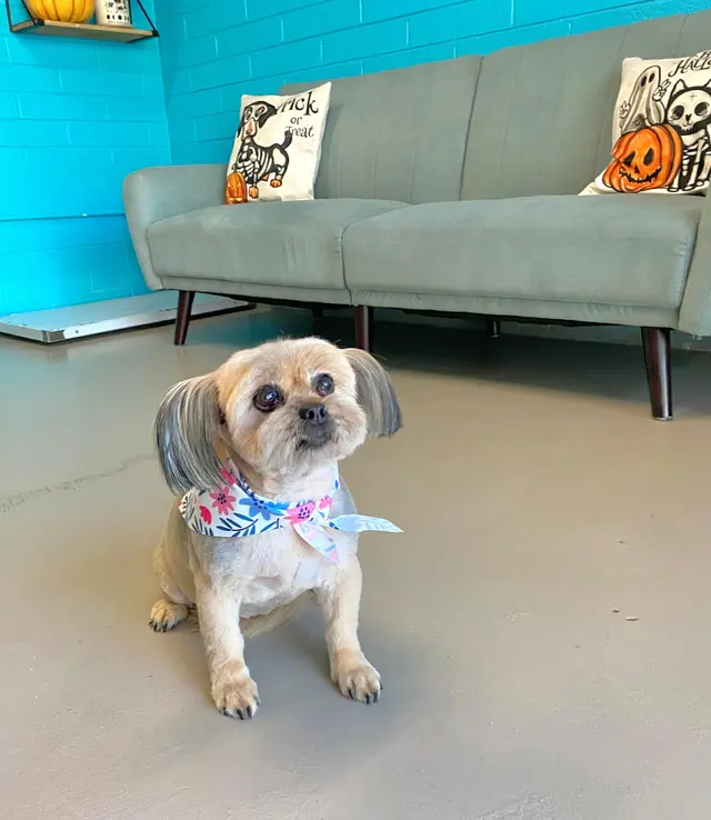 Bark & Bark Dog Grooming Salon LLC. — photo from the business 8