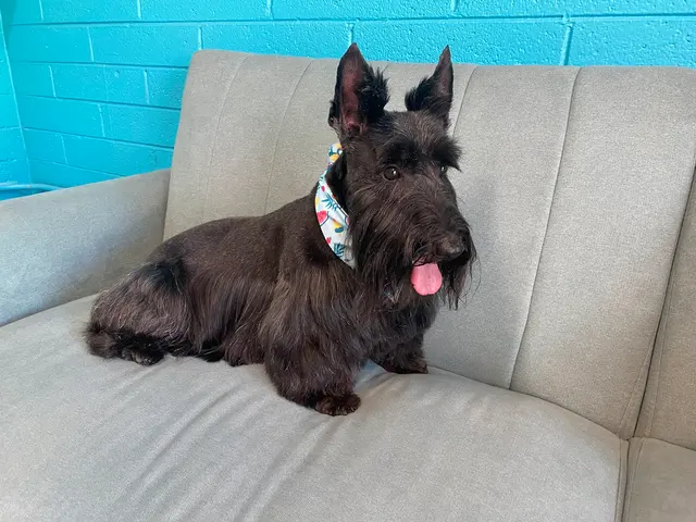 Bark & Bark Dog Grooming Salon LLC. — photo from the business 11