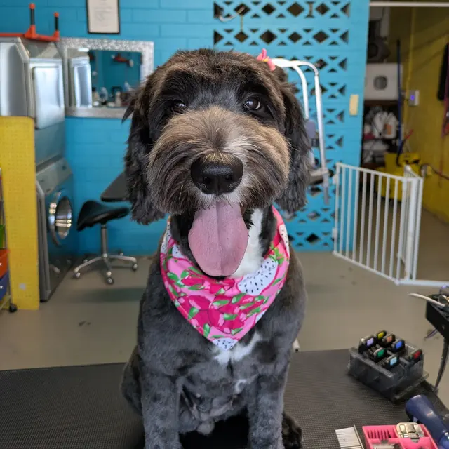 Bark & Bark Dog Grooming Salon LLC. — photo from the business 6