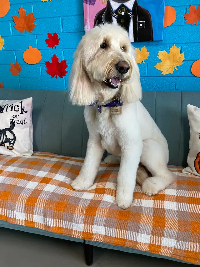 Bark & Bark Dog Grooming Salon LLC. — photo from the business 7