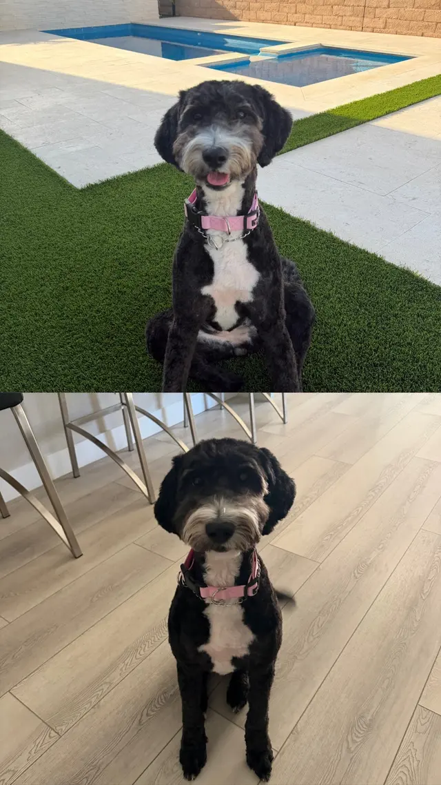 Customer photo of work by Bark & Bark Dog Grooming Salon LLC., from Maci Lind Ortiz's review