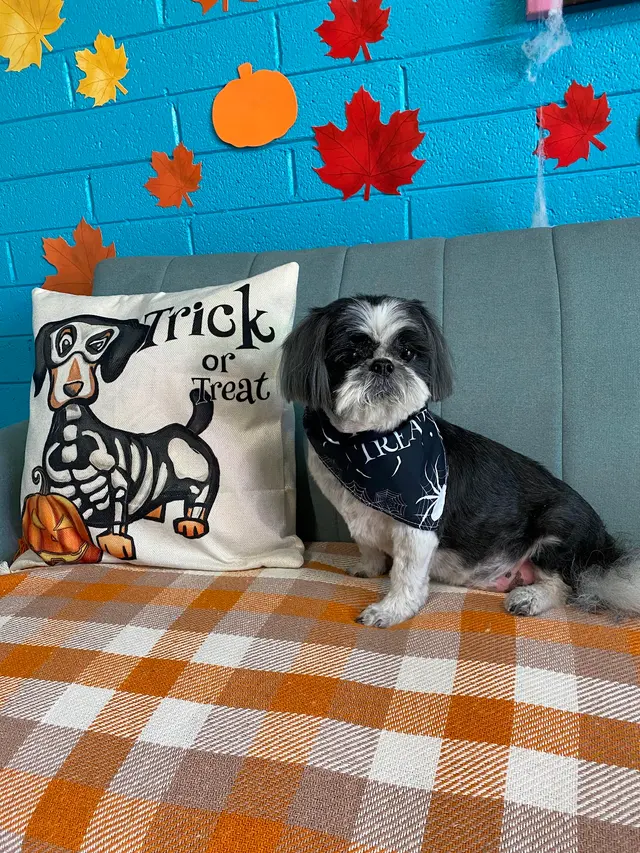 Bark & Bark Dog Grooming Salon LLC. — photo from the business 12