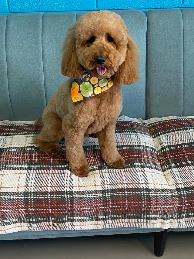 Bark & Bark Dog Grooming Salon LLC. — photo from the business 2