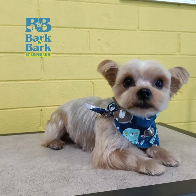 Bark & Bark Dog Grooming Salon LLC. — photo from the business 9